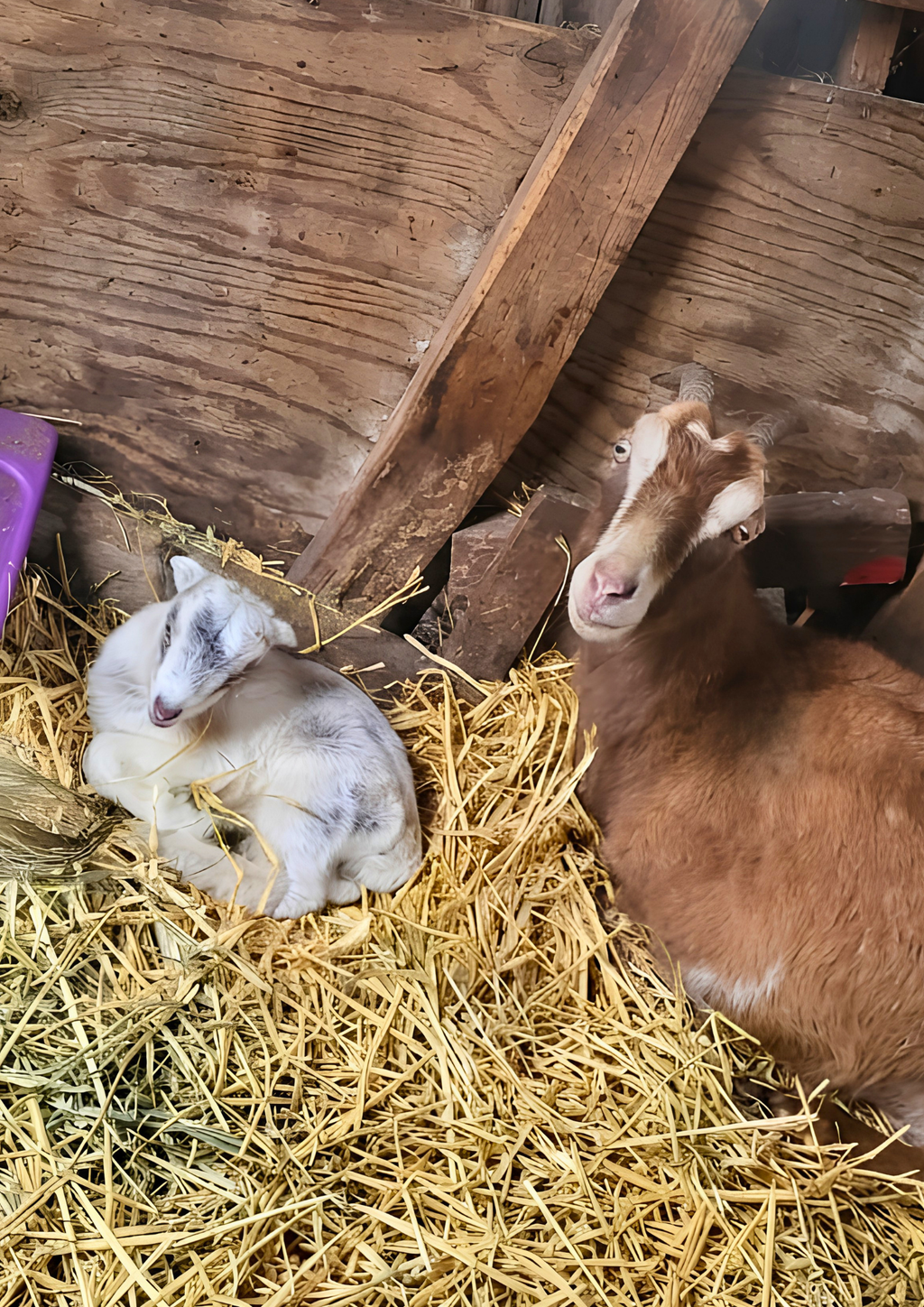 Munchie & Oreo’s Goat Milk Soap (Limited Edition)
